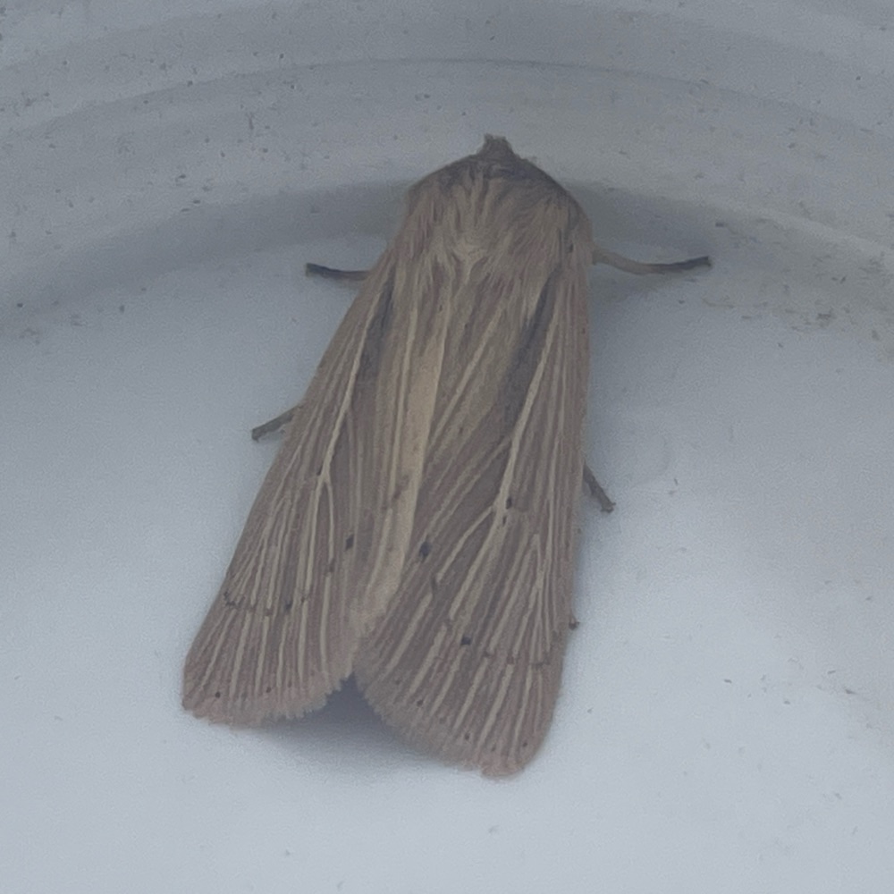 Photo of Smoky Wainscot (Mythimna impura)